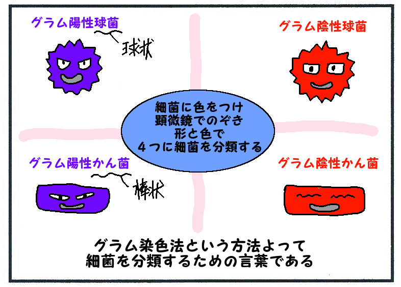 グラム 染色 方法