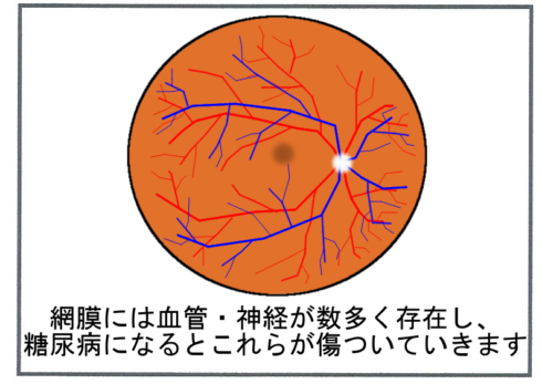 血管・神経が数多く存在する網膜