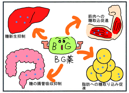 ビグアナイド(BG)薬の作用機序