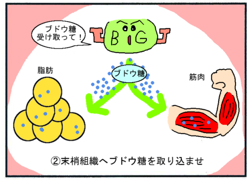 糖尿病薬メトホルミン(メトグルコ)２
