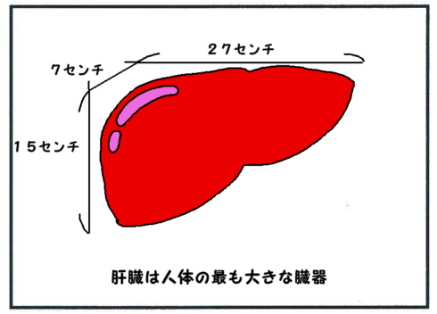 肝臓の機能(人体最大の臓器)１