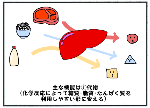 肝臓の機能(糖質・脂質・たんぱく質の代謝）２