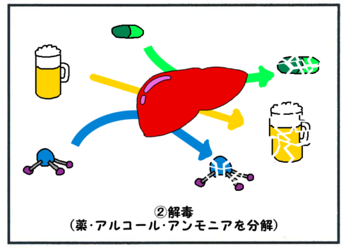 肝臓の機能(薬・アルコール・アンモニアの分解）３