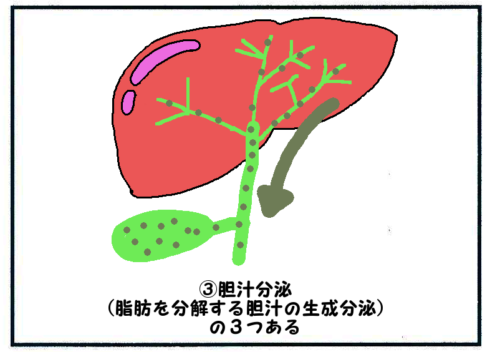 肝臓の機能（胆汁の分泌生成）４