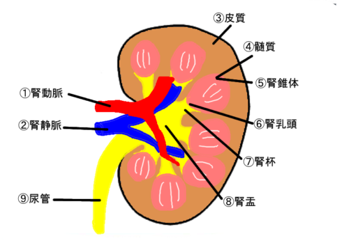 腎臓断面(腎動脈、腎静脈、皮質、髄質、腎錐体、腎乳頭、腎杯、腎盂、尿管)