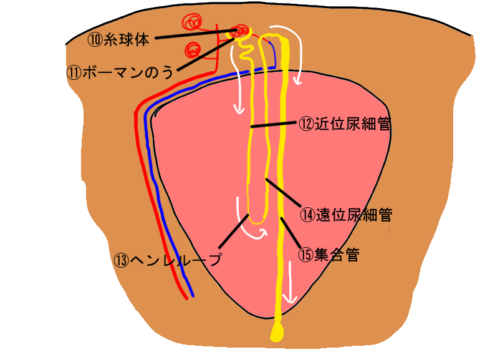 腎臓断面(糸球体、ボーマンのう、近位尿細管、ヘンレループ、遠位尿細管、集合管)