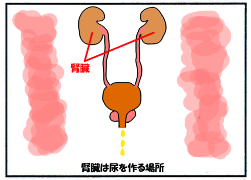 腎臓の位置・大きさ・重さ・構造(腎臓は尿を作る場所)