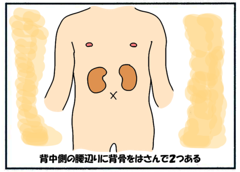 腎臓の位置・大きさ・重さ・構造(背中側の腰辺りに背骨をはさんで２つある)