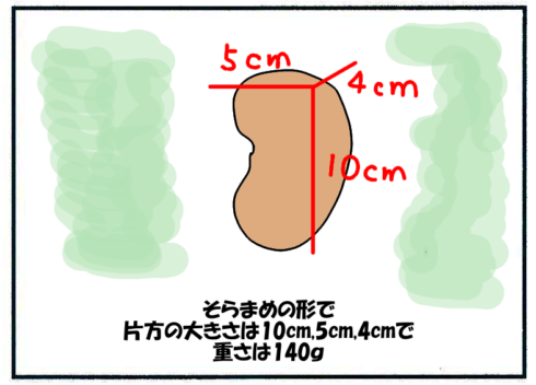 腎臓の位置・大きさ・重さ・構造(そらまめの形で片方の大きさは10ｃｍ、5ｃｍ、4ｃｍで重さは140ｇ)