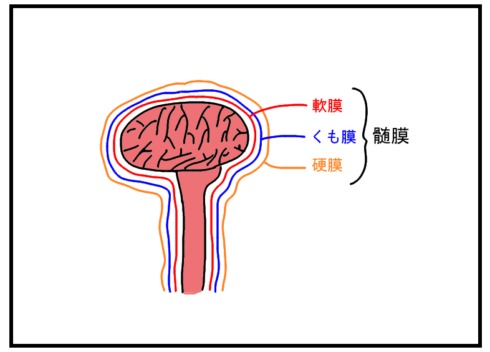 軟膜、くも膜、硬膜を髄膜という