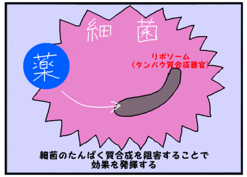 細菌のタンパク質合成を阻害することで効果を発揮する