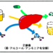 肝臓の機能を薬剤師が簡単にわかりやすく説明
